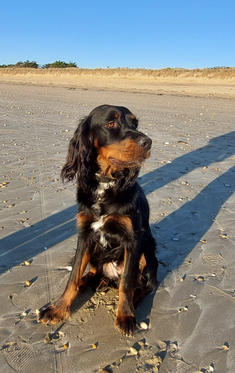 Chien de la chambre d'hôtes de la Lézardière