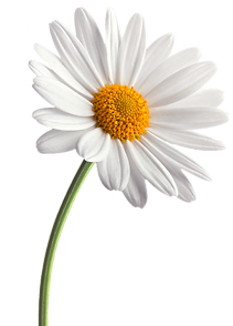 pngwing.com (1).png