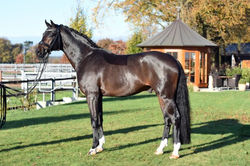 Morfar: For Romance I