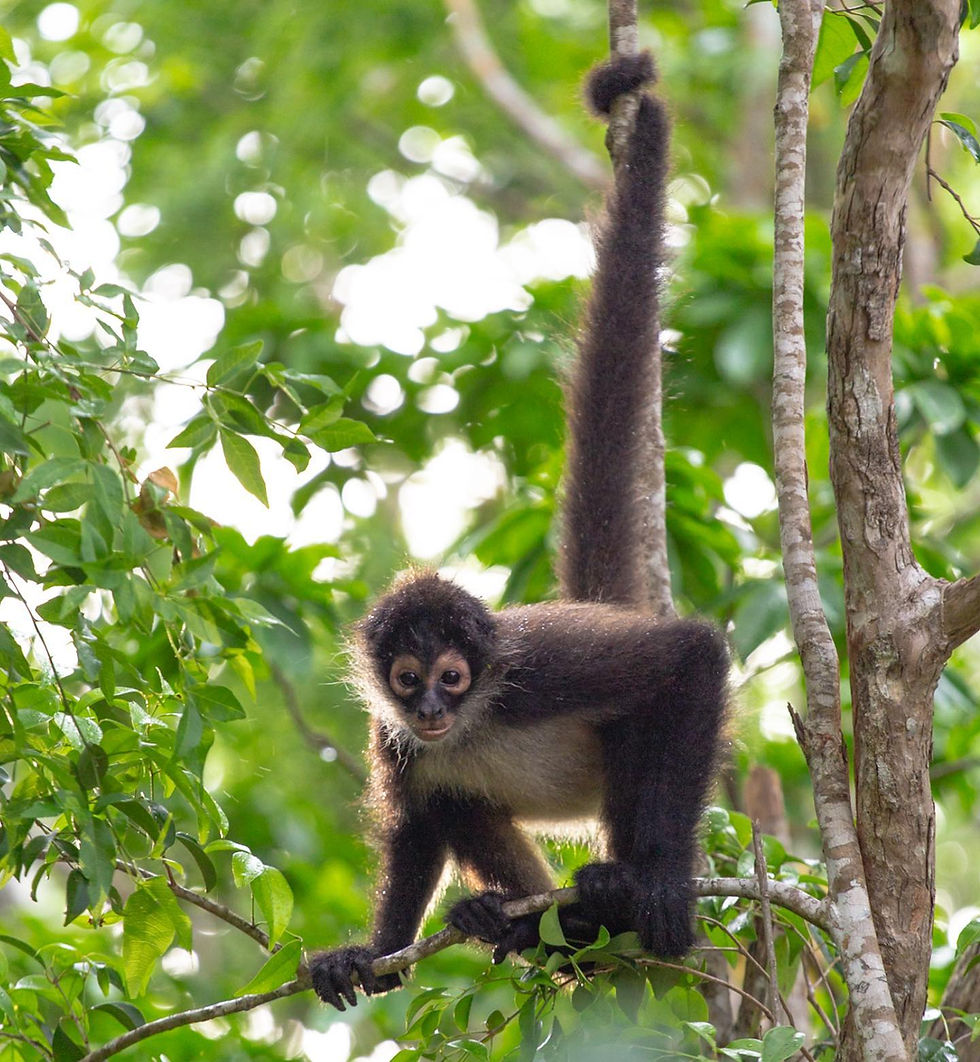 "A brown monkey sits on a tree branch with green leaves, looking towards the camera with a curious expression."