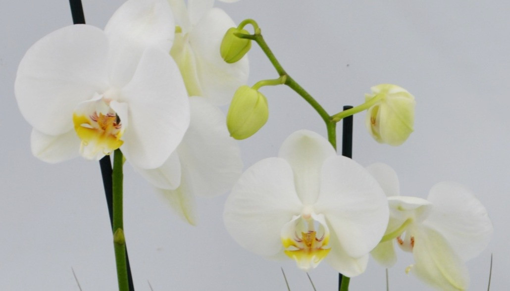 Vero Beach Calendar Of Events 