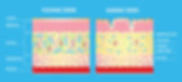 skin.jpeg