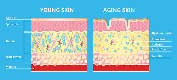 skin.jpeg