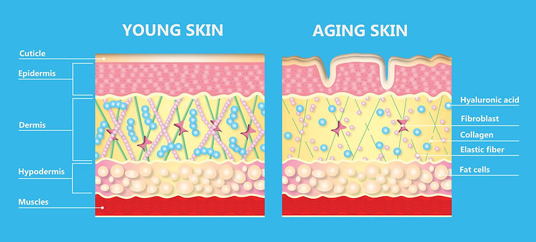 skin.jpeg