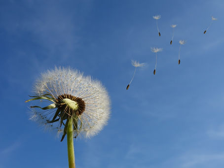 pissenlit dans le vent