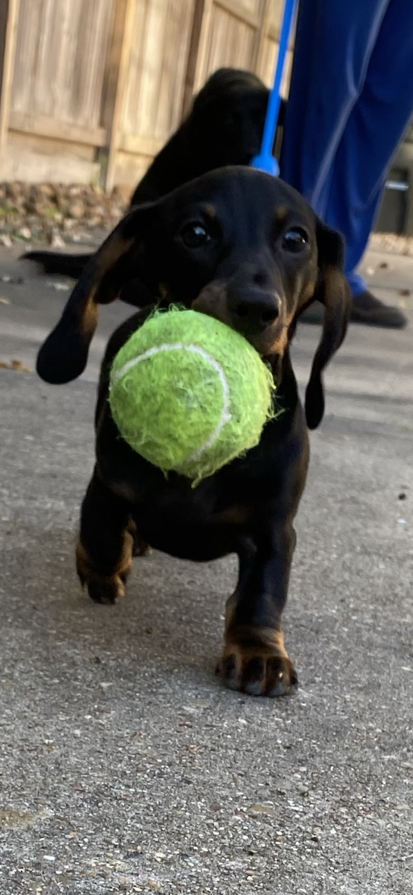 Little but Mighty