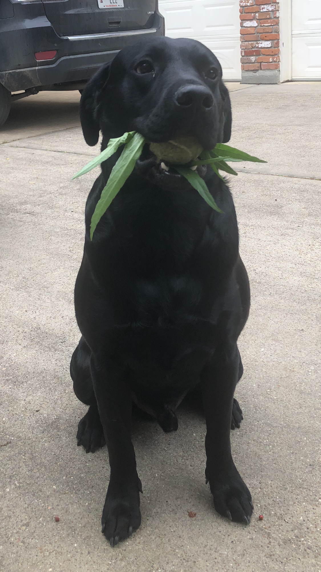 Look What I Brought!