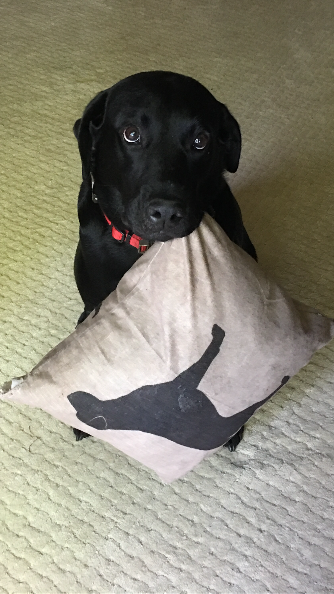 I Can Help Make The Bed