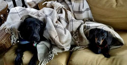 Another cozy, rainy day on the porch.