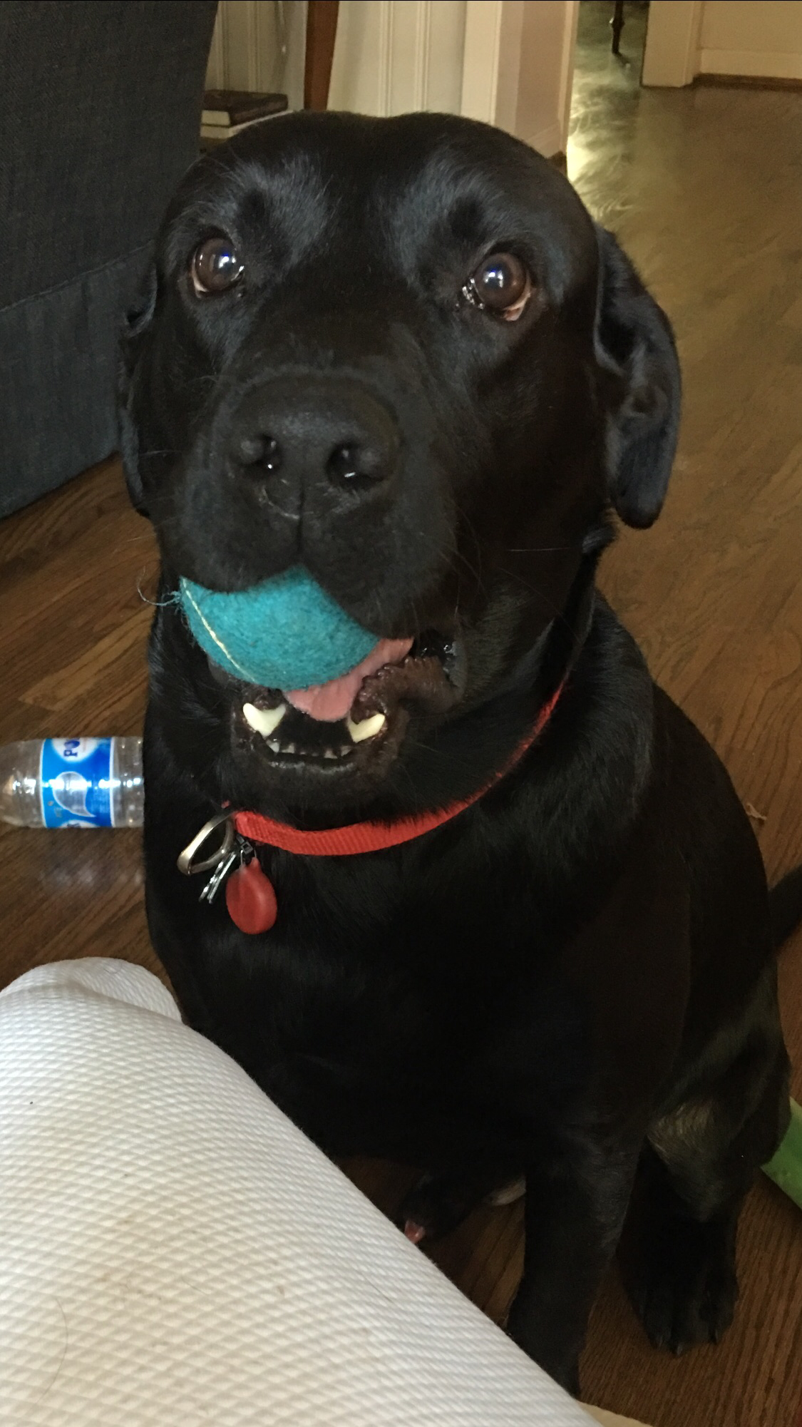 Come Play Ball With Me