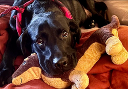 What? This isn’t the real Louie?