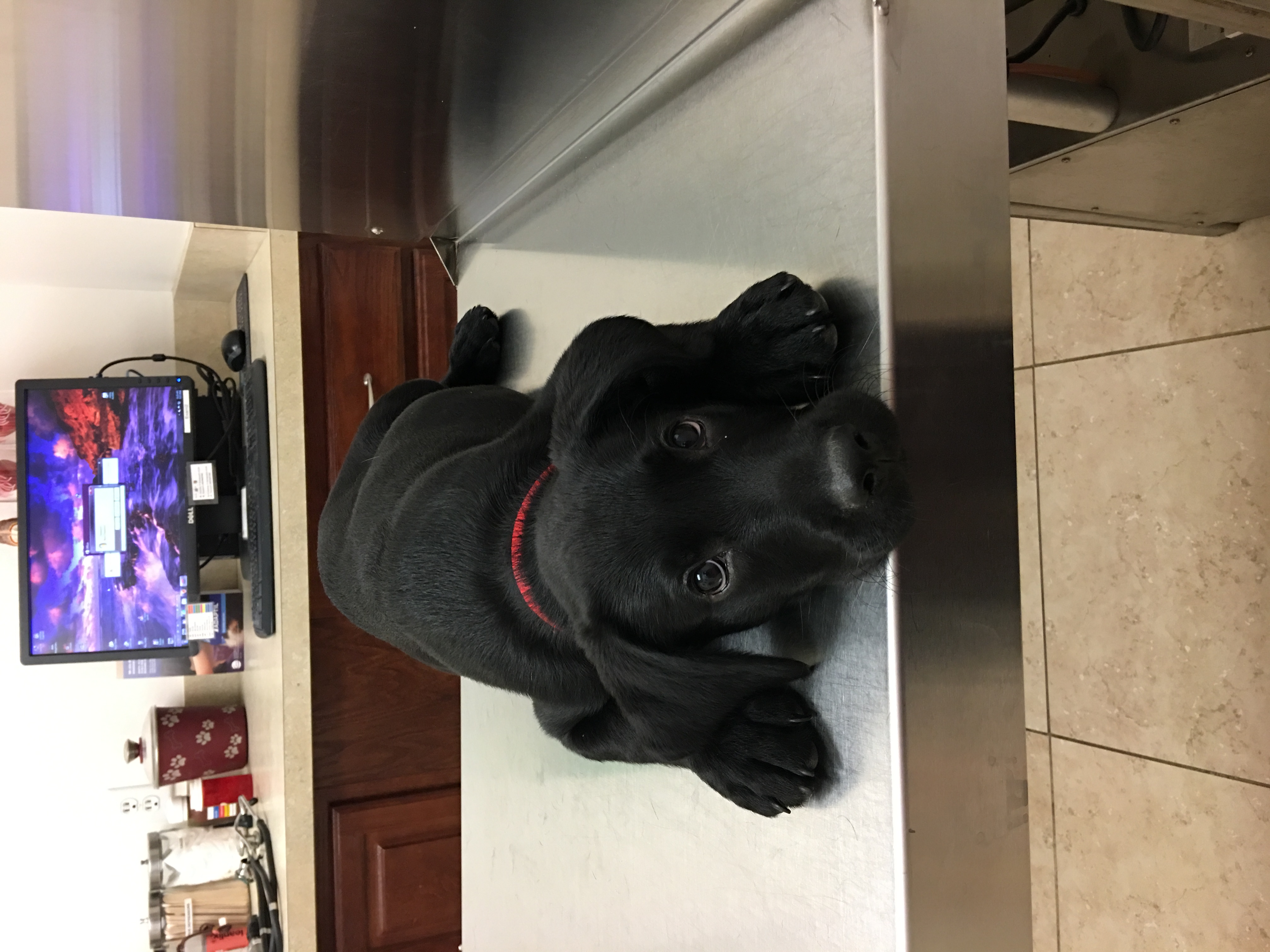 When I Was A Puppy