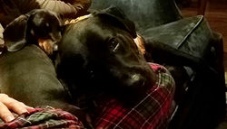 “Every night after dinner we curl up on the couch together,” say Colonel and Louie.