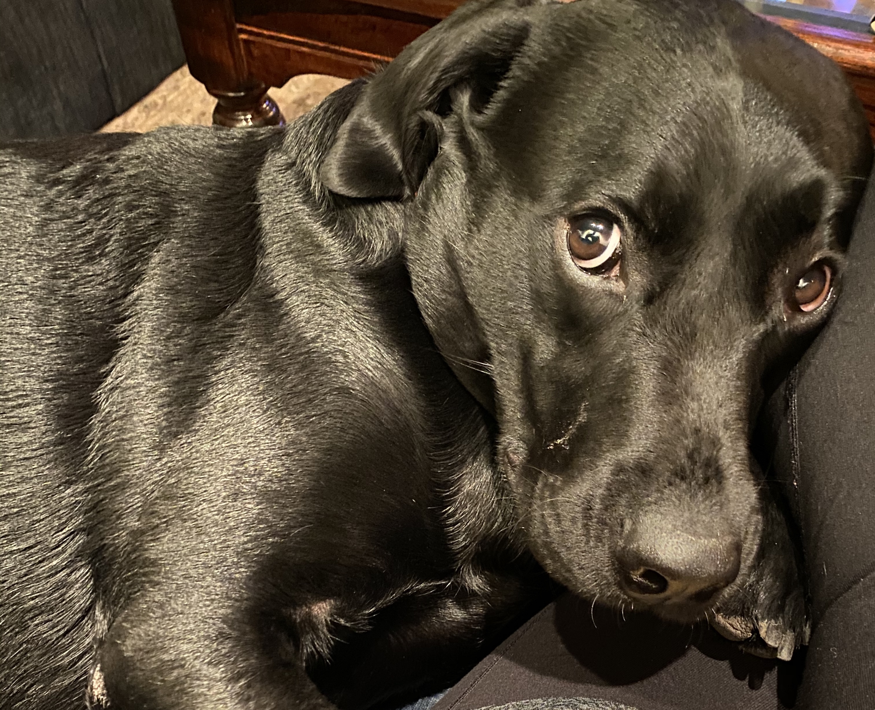 Puppy dog eyes