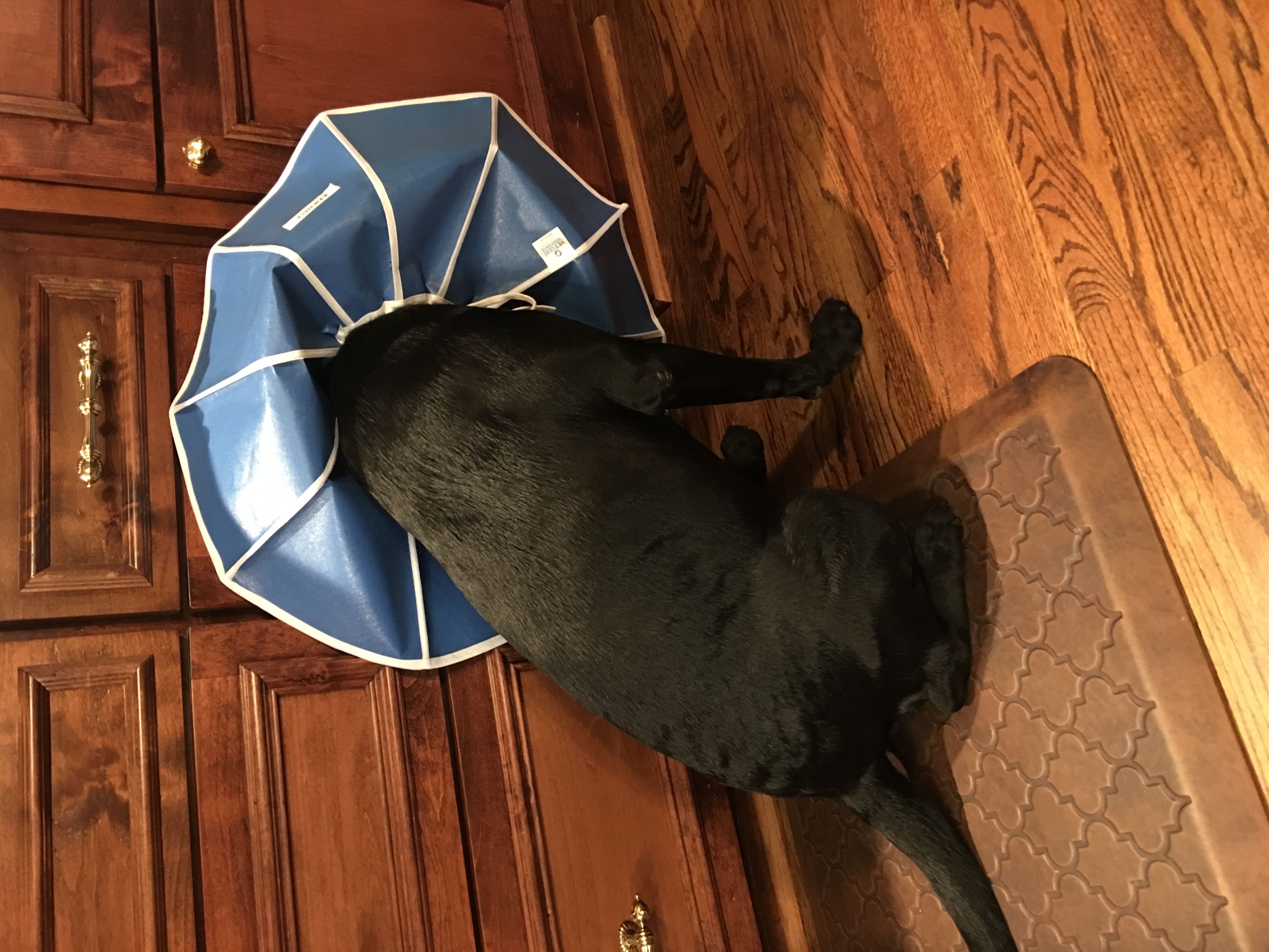 Neutered :(