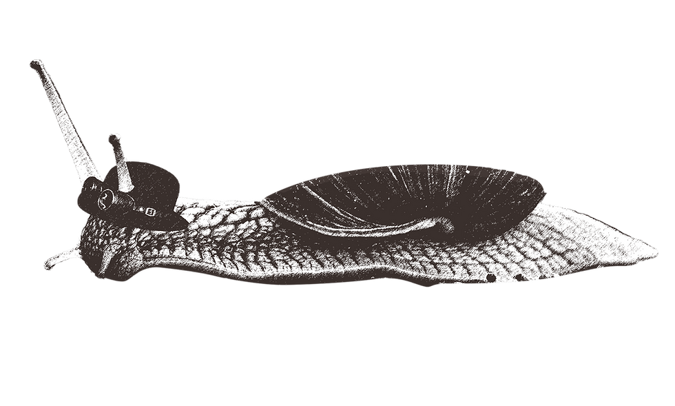 Caracol 1.png