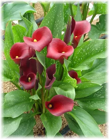 ruby tuesday