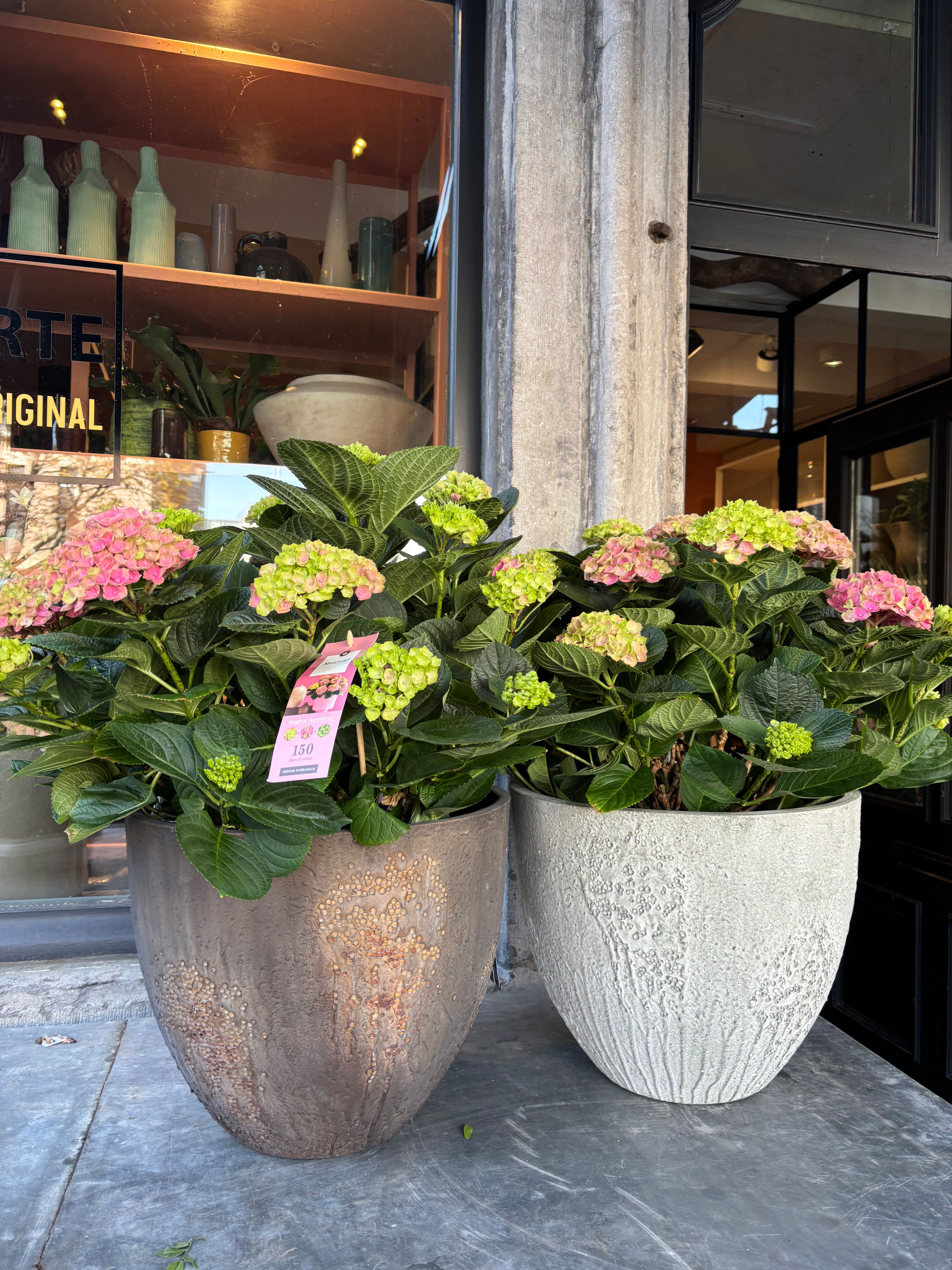 XL hortensia 