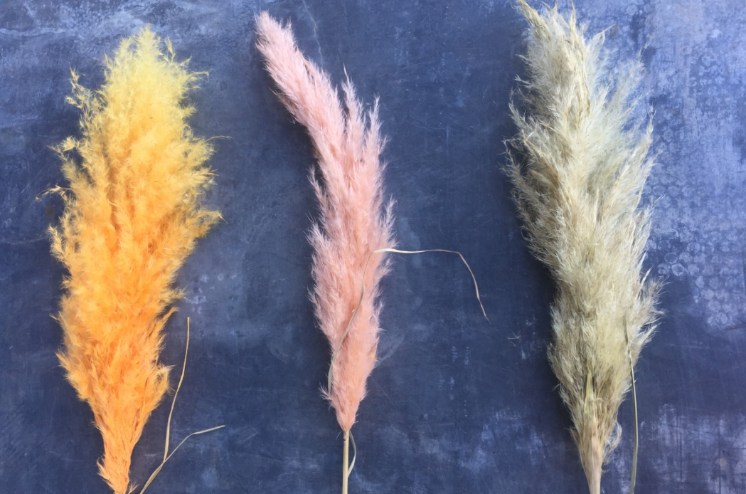 Gekleurde Pampasgras