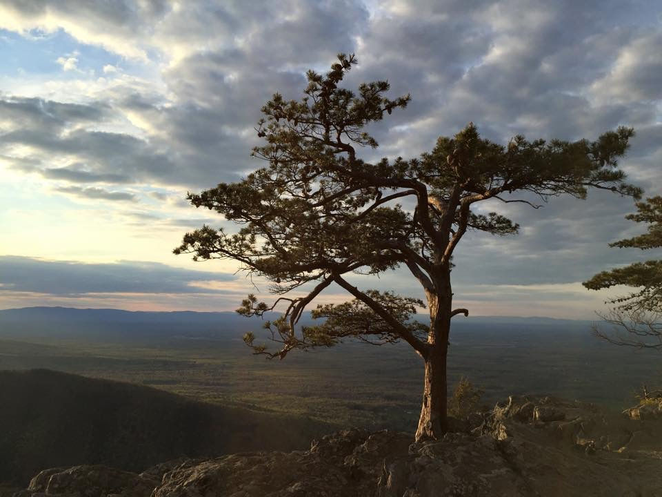 single tree under a cloudy sky overlooking a valley