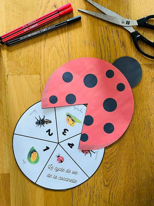 le cycle de vie de la coccinelle à télécharger