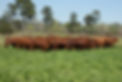 Group 11 all yearling hfrs_H Bar_031326_4.jpg
