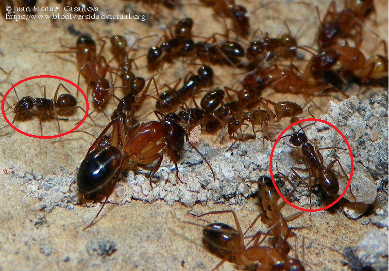 This species is an inquiline in the nests of Camponotus aethiops and Camponotus pilicornis, a permanent parasite without slavery (Tinaut et al., 1992; Guillem et al., 2014).