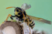 insect-bee-macro-nature-158188.jpeg