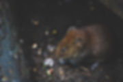 rat.jpeg