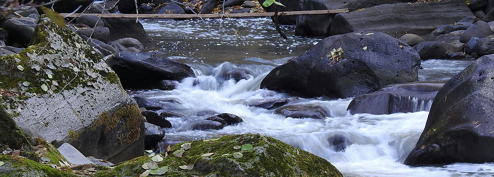 A mountain stream in Borjomi with crystal-clear, rushing water flowing between moss-covered rocks and fallen leaves in a picturesque forest