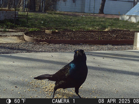 Birds of the Week 5/4/2025