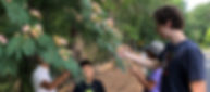 tree.jpeg
