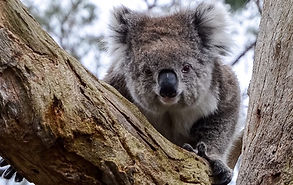 Cute koala
