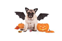 pug dog dressed up as bat for halloween,