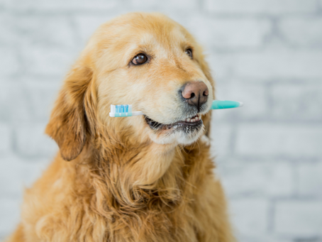 Dental Health—Is Bacteria Building Up In Your Pet’s Mouth?
