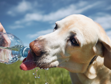 Beating the Heat—Safeguarding Your Pets from Heatstroke
