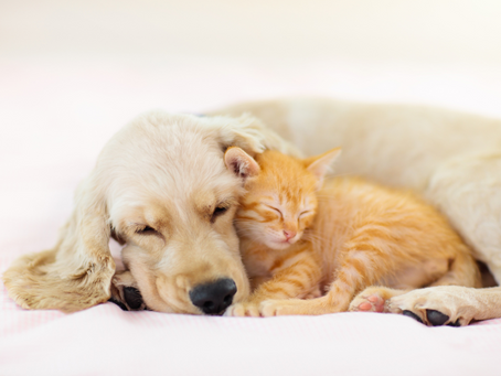 Puppies and Kittens - Parasite Prevention