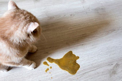 What To Do If Your Cat Is Vomiting?