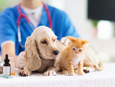 Puppies and Kittens: The Importance of Vaccinations