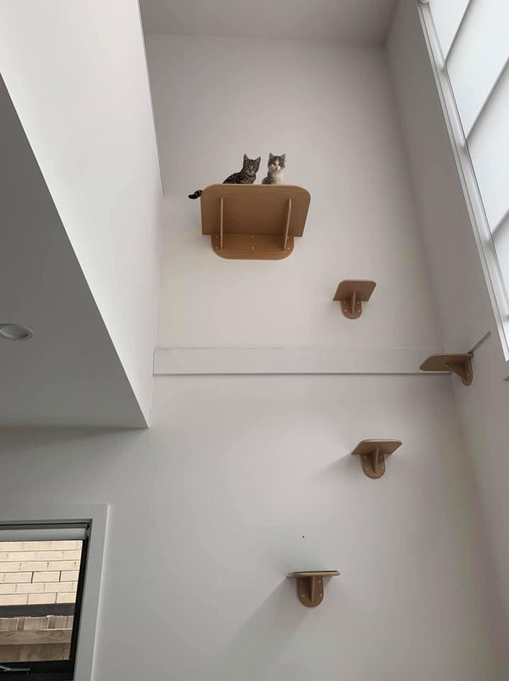 💫 Keeping Cats Indoors 💫