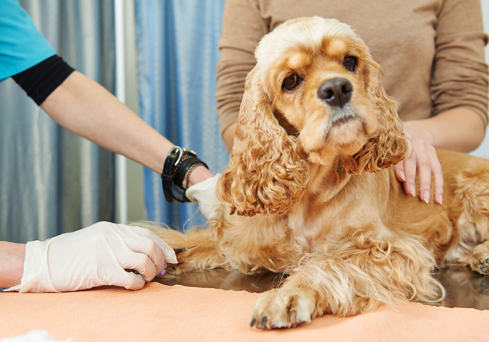 blood testing for heartworm disease