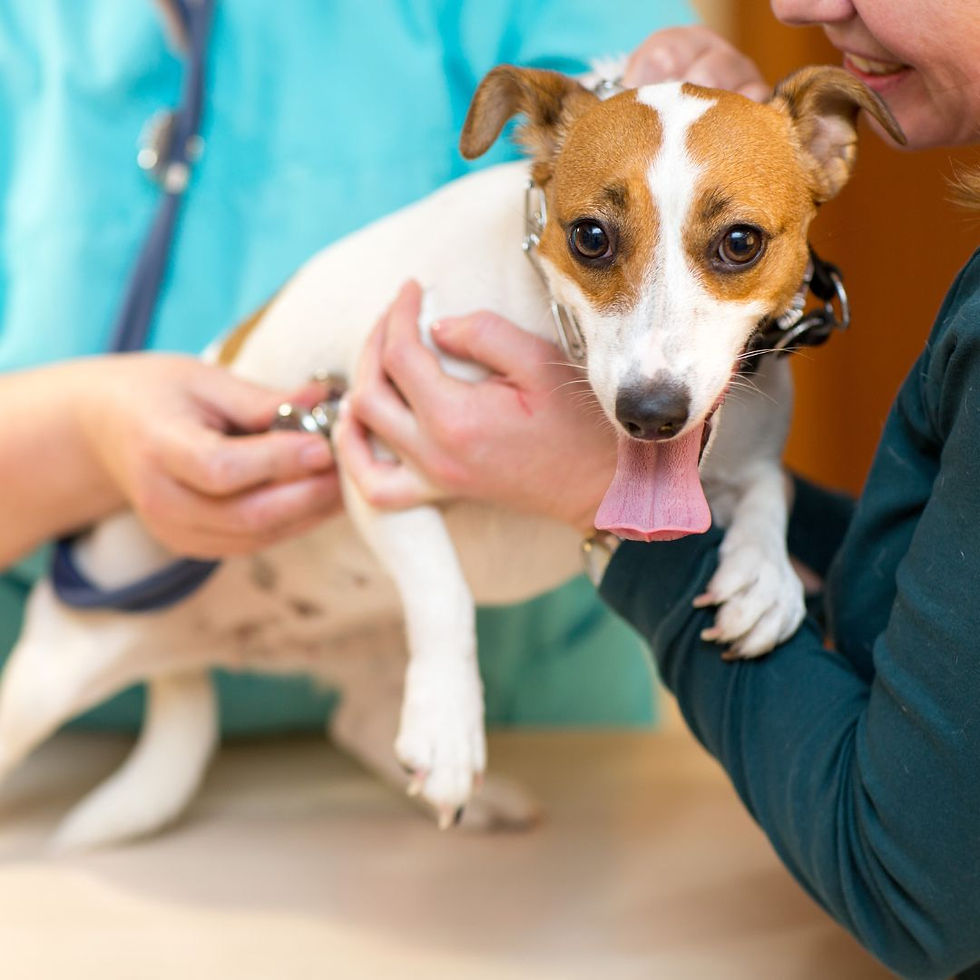 early detection of heartworm disease