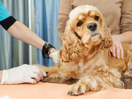Heartworm Disease and Your Dog