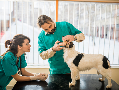 Why Your Pet Needs Professional Dental Cleaning