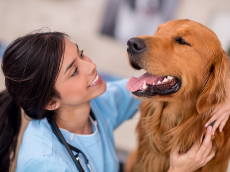 Why Does My Pet's Breath Smell?