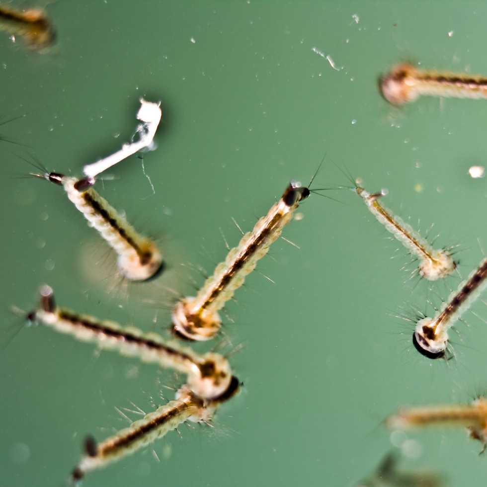 reduce your dogs exposure to mosquitoes