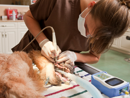 Anaesthesia: Why Do Pets Need It Just To Have Their Teeth Cleaned?!