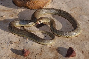Snakebite Prevention: What You Need to Know to Stay Safe
