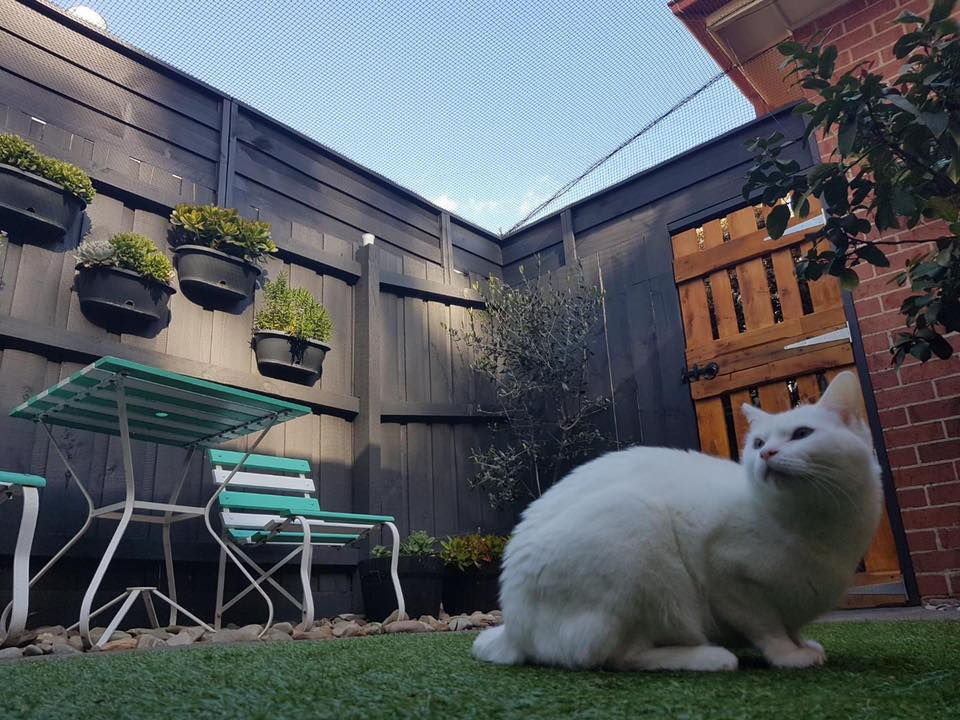 💫 Keeping Cats Indoors 💫