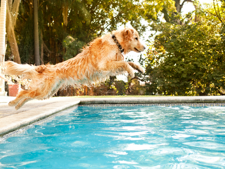 Keeping Fido Safe: Essential Pool Safety Tips for Dogs